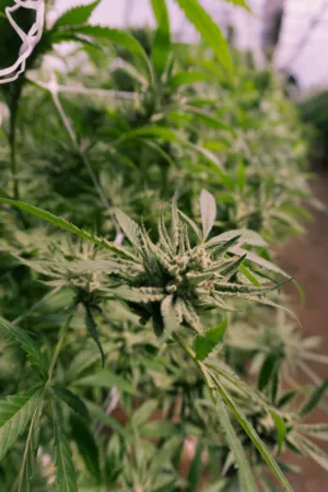 Cannabis Plant