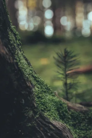 Mossy Tree Trunk
