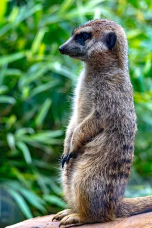 Meerkat On A Log