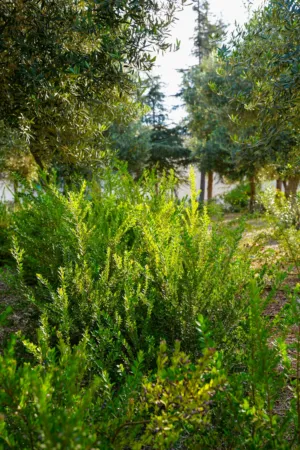 Greenery In A Garden