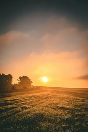 Sunrise In The Field