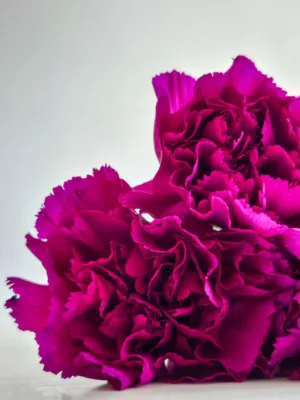 Purple Carnations