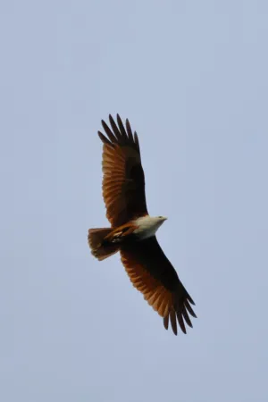 Eagle In Flight
