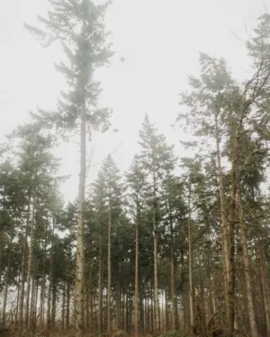 Misty Forest