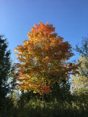 Autumn Tree