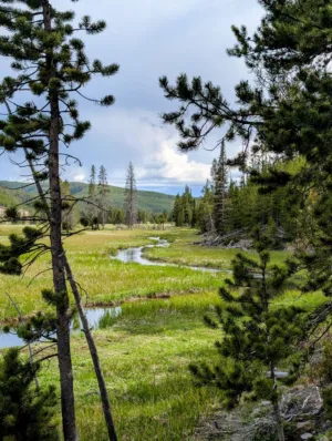 Forest Landscape