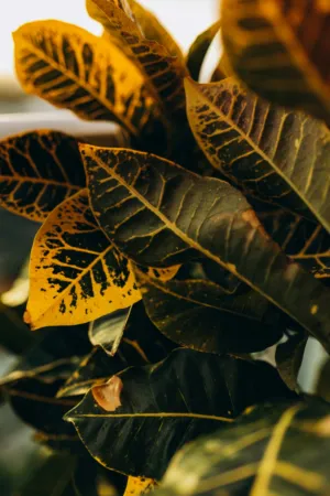 Yellow And Green Leaves
