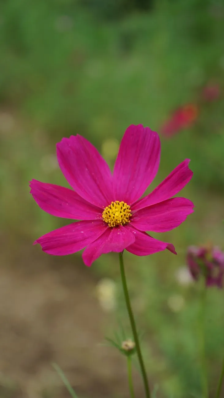 Pink Cosmos Flower