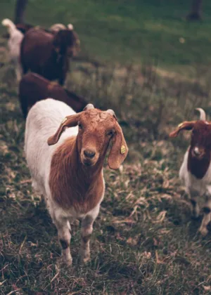 Goats In A Field