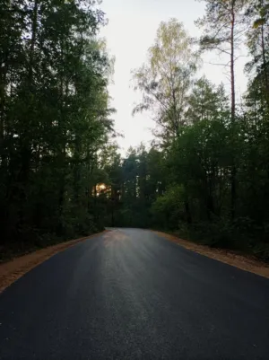 Forest Road At Sunset
