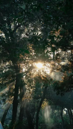 Sunlight Through Trees