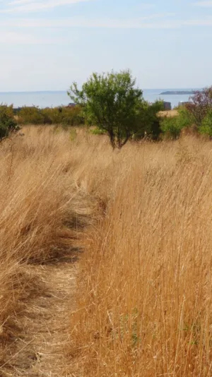 Wheat Field Path