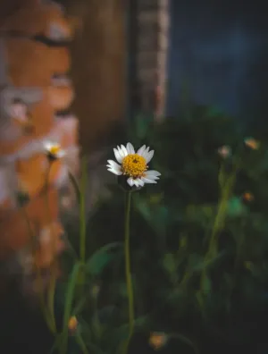 White Daisy