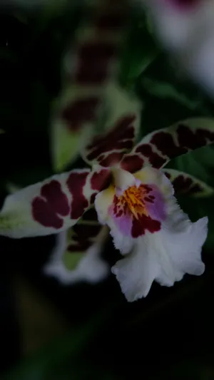 Orchid Bloom