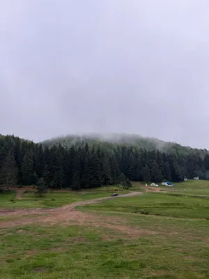 Misty Forest Landscape