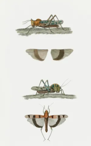 Insect Illustrations