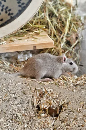 Gray Mouse In A Cage