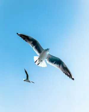 Seagulls In Flight