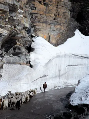 Sheep Herder In Snowy Mountains