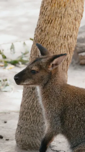 Wallaby In The Wild