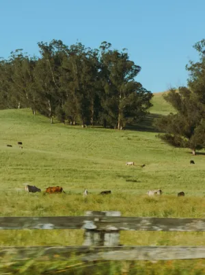 Pastoral Landscape