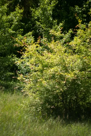 Lush Green Bush