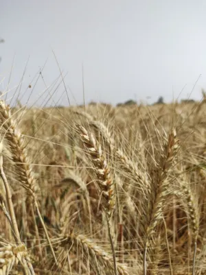 Golden Wheat Field