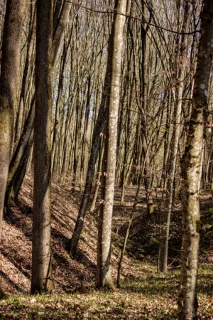 Forest Path