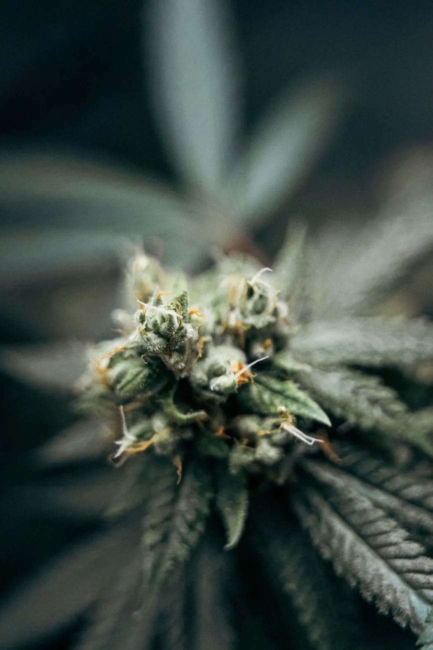 Cannabis Bud Close-Up