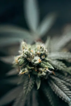 Cannabis Bud Close-Up