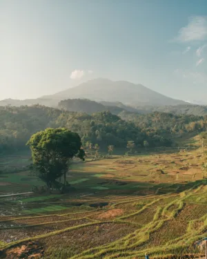 Rice Terraces And Volcano