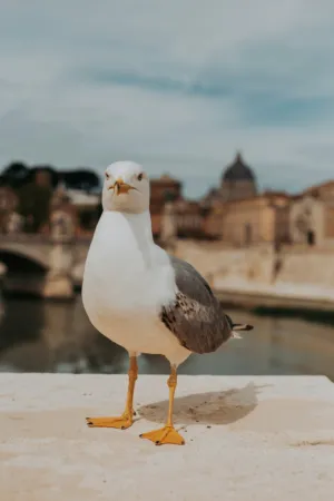 Seagull In Rome
