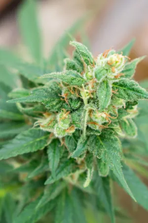 Cannabis Bud Close-Up