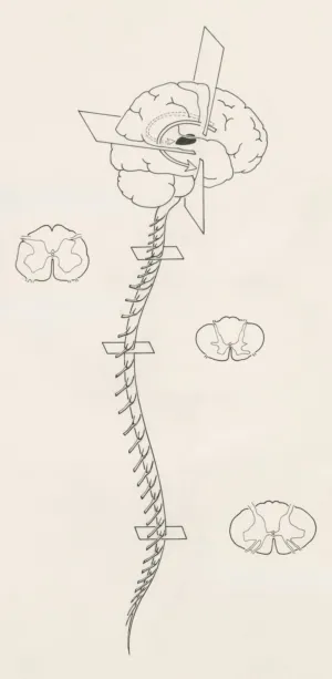 Neuroanatomy Diagram