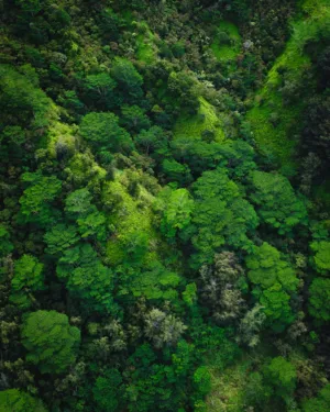 Lush Green Forest