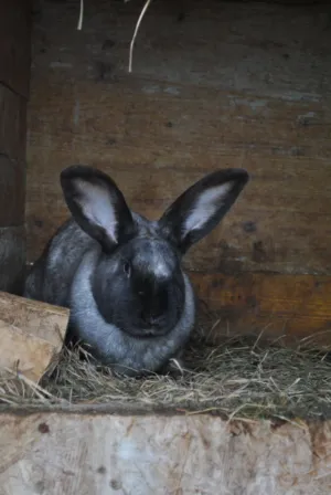 Grey Rabbit In A Hutch