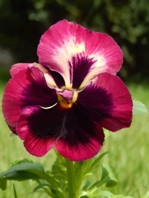 Purple Pansy