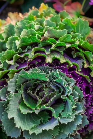 Colorful Kale Plant