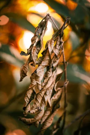 Dried Leaves