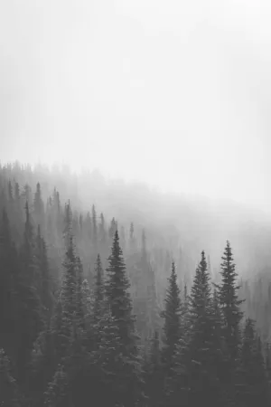 Misty Forest
