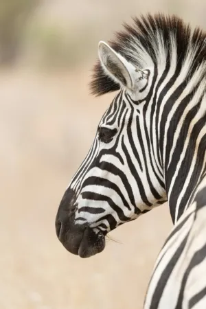 Zebra Portrait