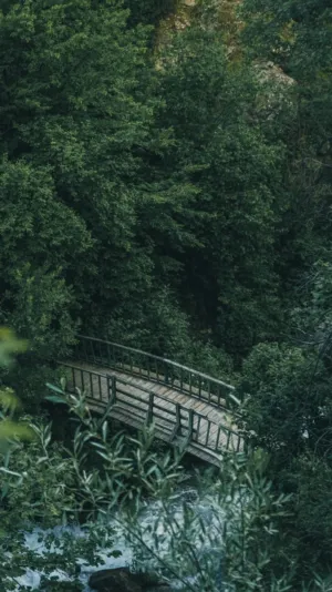 Forest Bridge