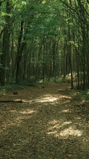 Forest Path