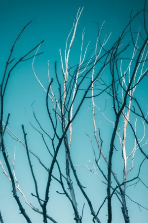 Bare Branches