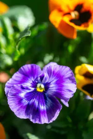 Purple Pansy