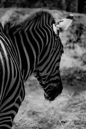 Zebra In Black And White