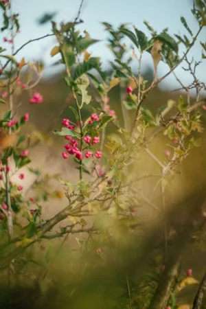 Pink Berries In Nature