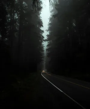 Misty Forest Road
