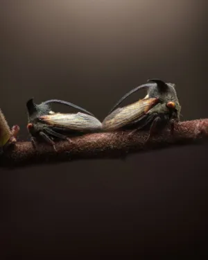 Two Leafhoppers
