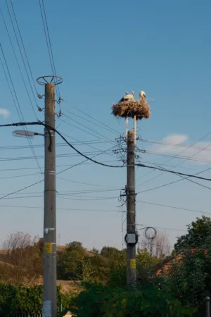 Storks In Nest On Utility Pole